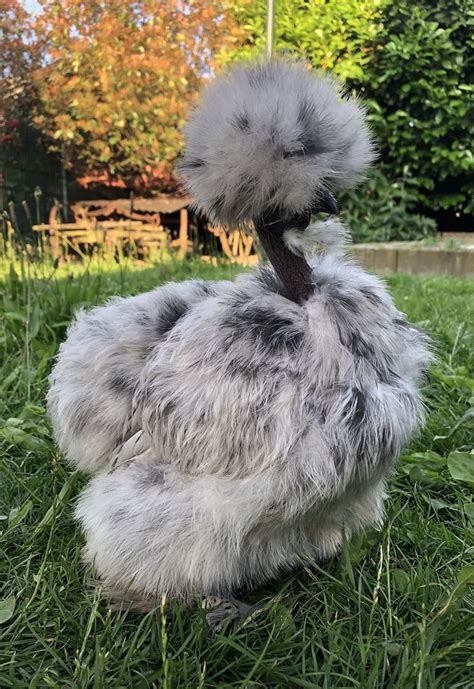 showgirl silkie chickens|Showgirl Silkies for Sale 